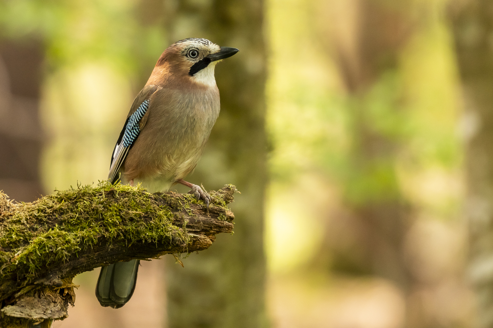 Der Wächter des Waldes