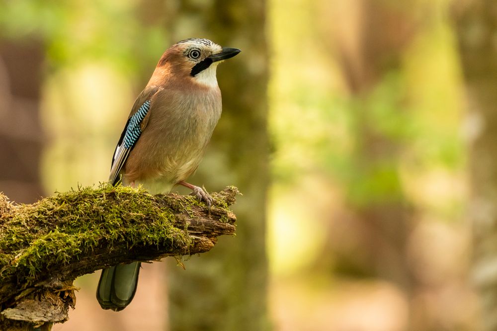 Der Wächter des Waldes