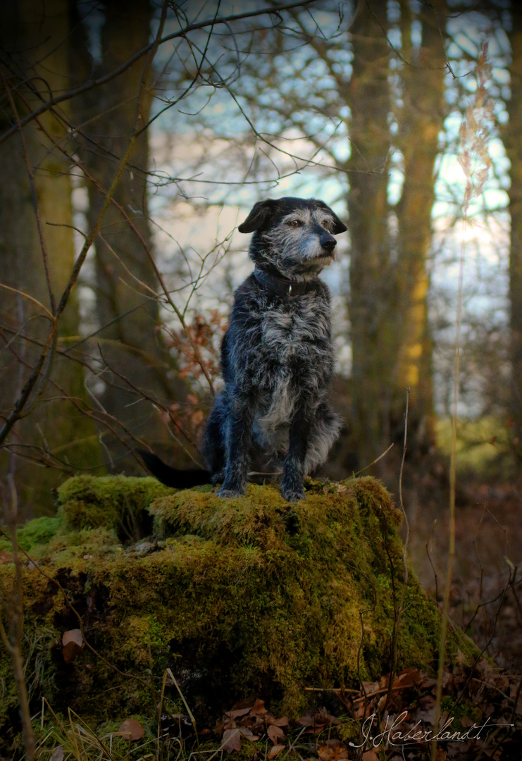 Der Wächter des Waldes