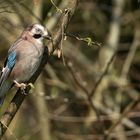 Der Wächter des Waldes...