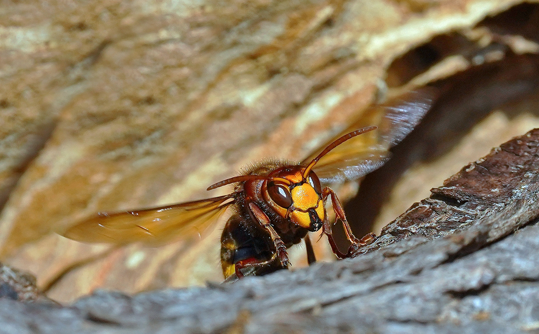 Der Wächter 