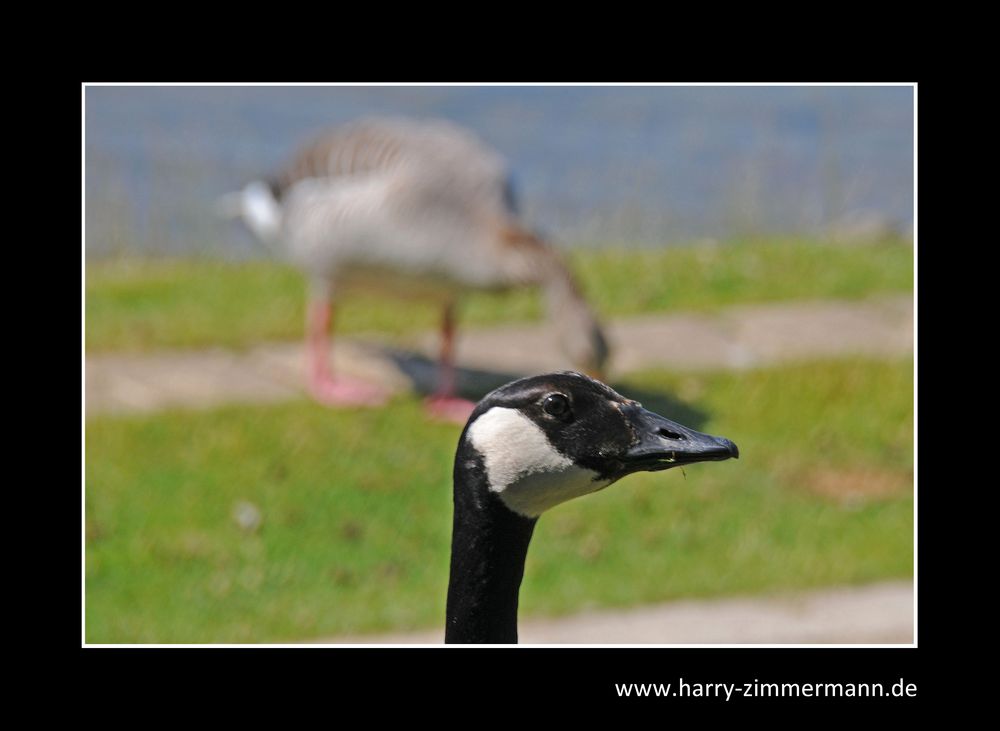 Der Wächter?