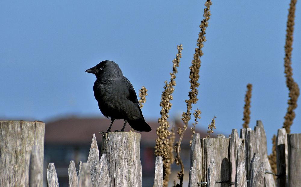 Der Wächter Foto & Bild tiere, wildlife, wild lebende vögel Bilder
