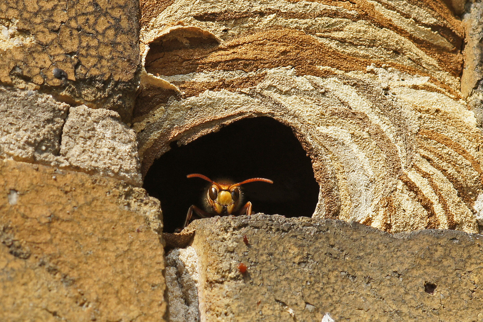 Der Wächter