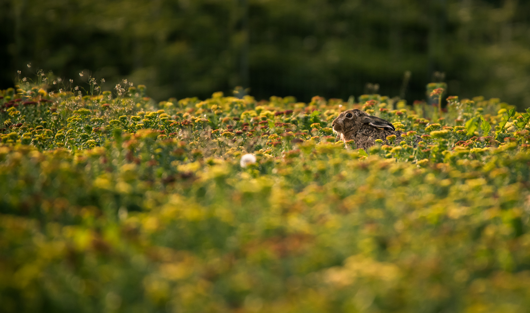 Der Wächter im Blumenfeld 