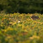 Der Wächter im Blumenfeld 