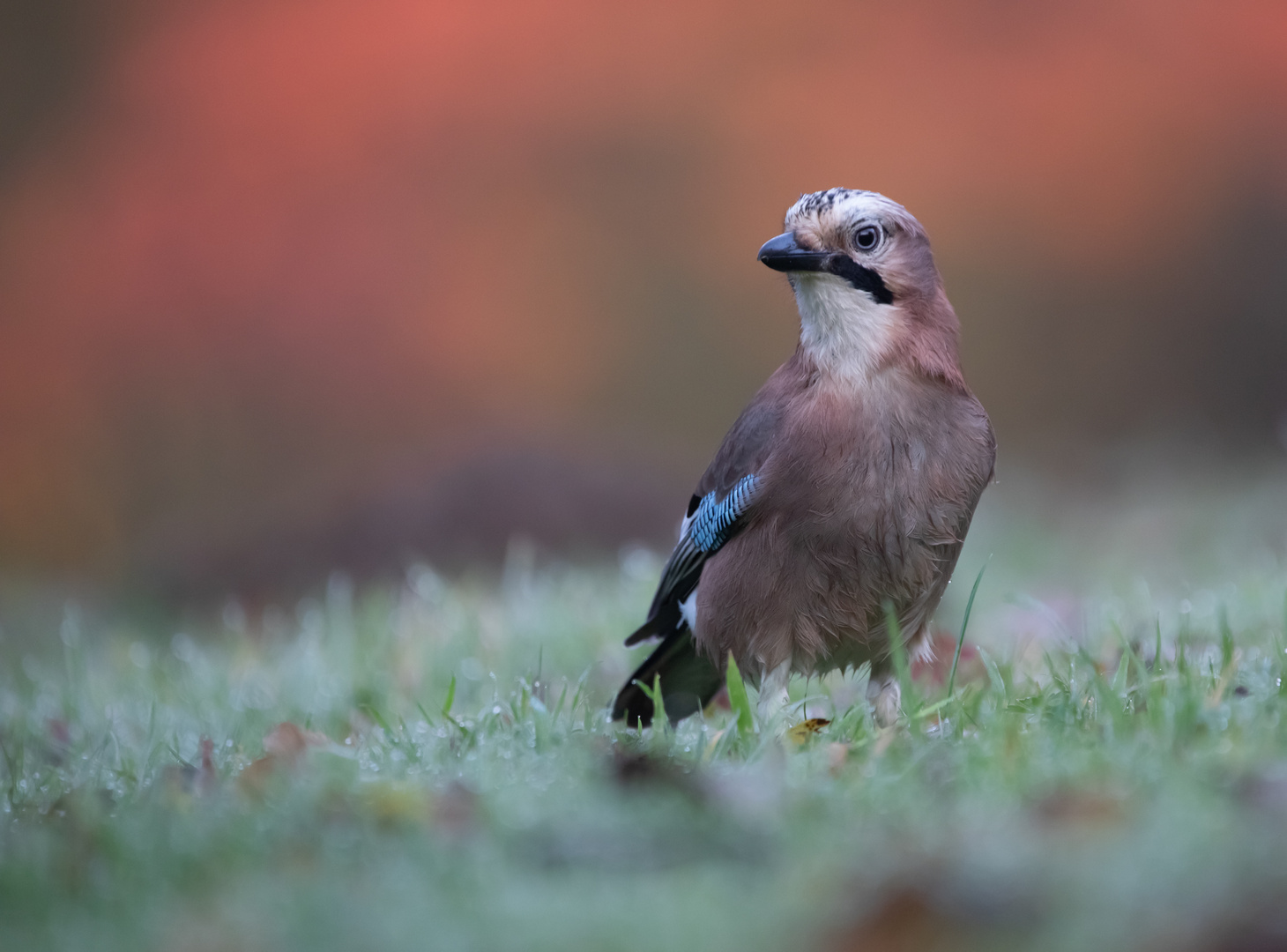 Der Wächter im Herbst