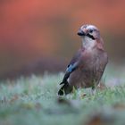 Der Wächter im Herbst