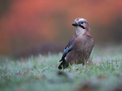Der Wächter im Herbst