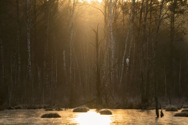 der Wächter im Moor