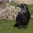 der Wächter im Park...