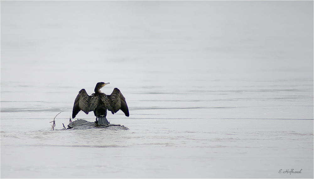 der Wächter im Rhein