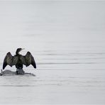 der Wächter im Rhein