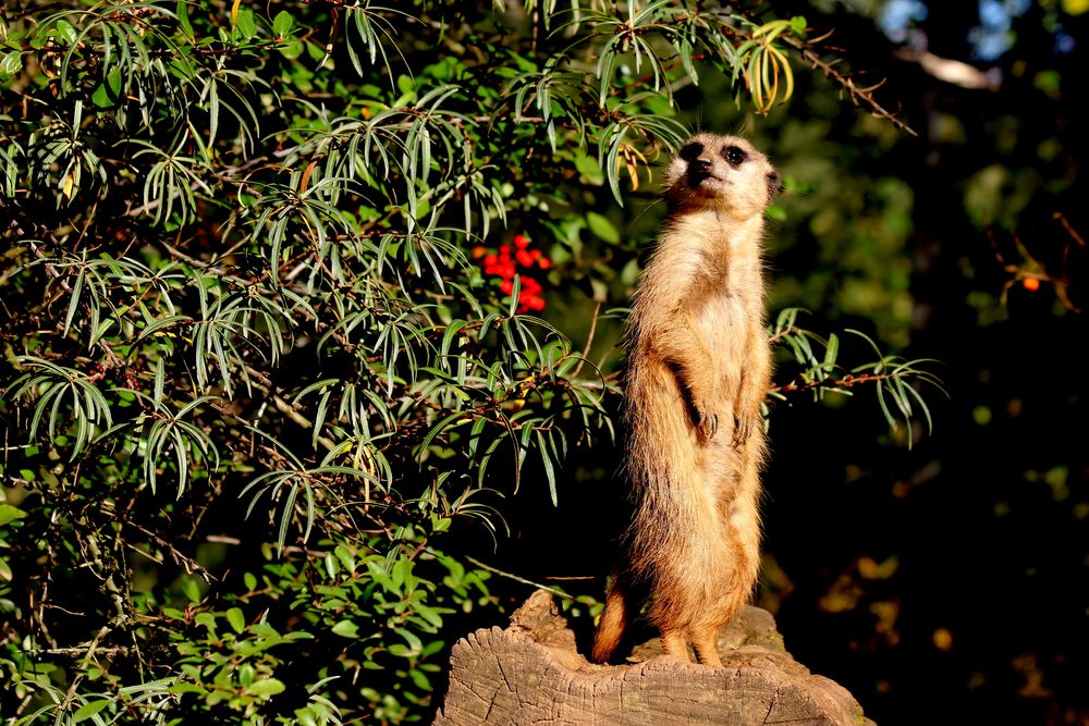 Der Wächter in seiner ganzen Größe