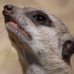 Der Wächter lauscht :-)