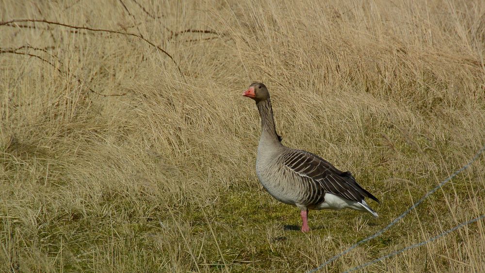 Der Wächter patrouilliert am Zaun an vorderster Front II