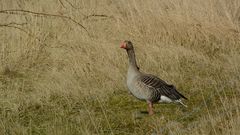 Der Wächter patrouilliert am Zaun an vorderster Front II