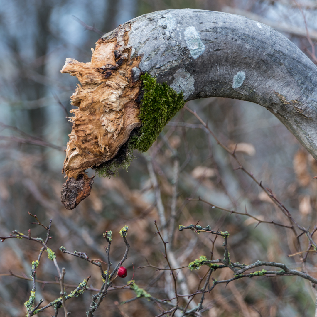 der Wächter über die Hagebutte