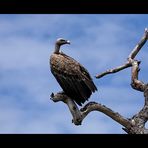 Der Wächter // Un Gardien