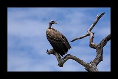 Der Wächter // Un Gardien