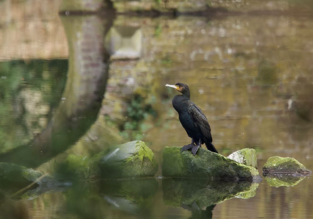 Der Wächter vom Burggraben.....