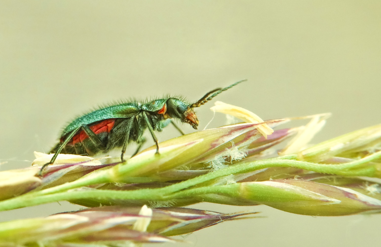 der wächter vom gras ...