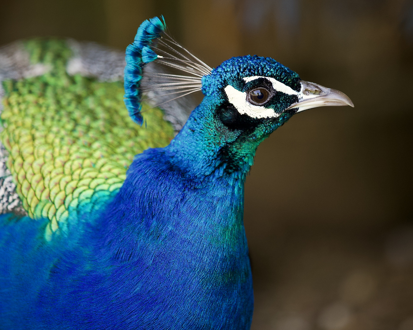 Der Wächter vom Klostergarten dreht seine Runde.....