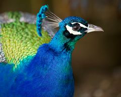 Der Wächter vom Klostergarten dreht seine Runde.....