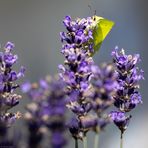 Der Wächter vom Lavendelwald