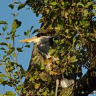 Der Wächter vom Neusser Rosengarten