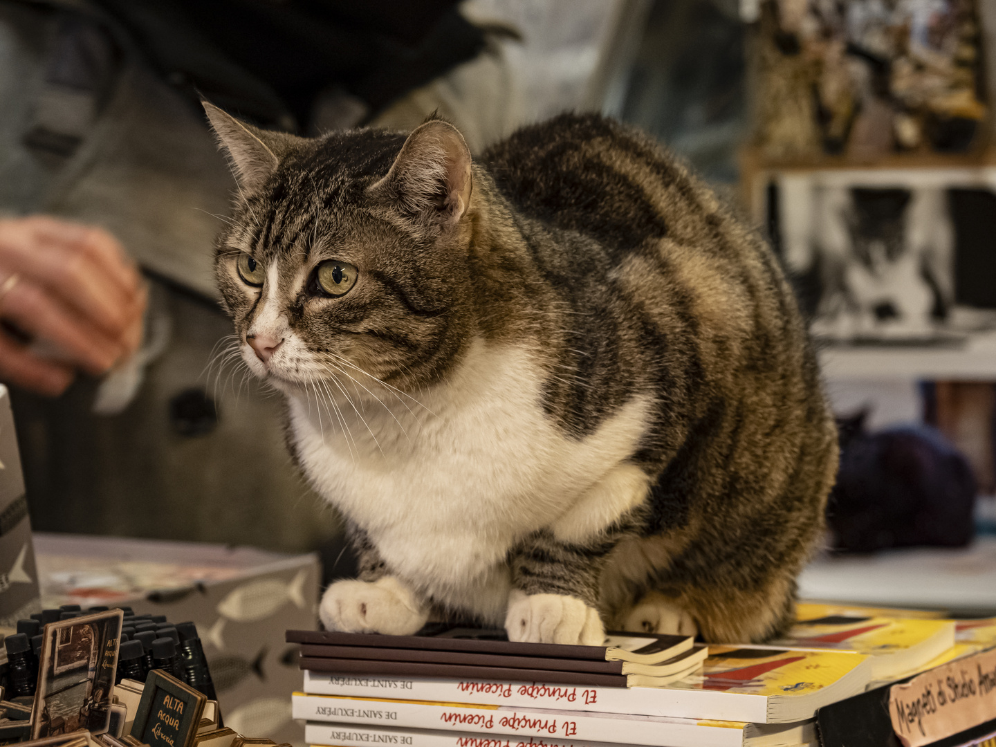 Der Wächter von Libreria Acqua Alta