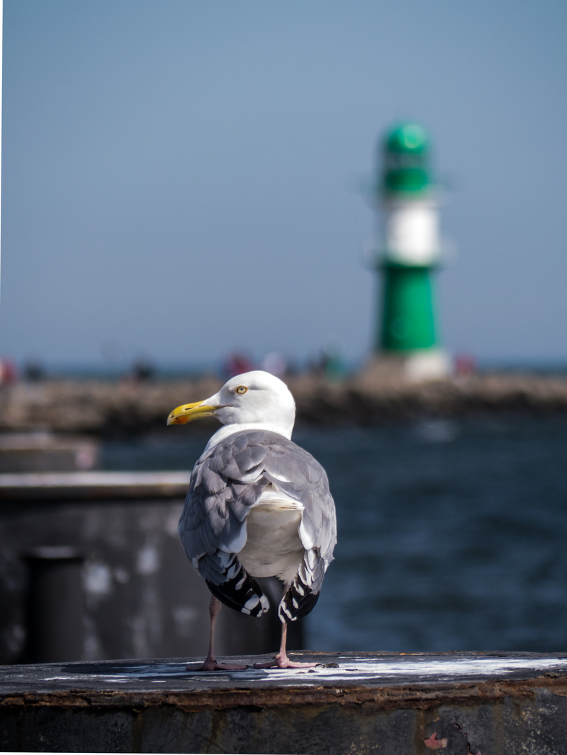 Der Wächter von Warnemünde