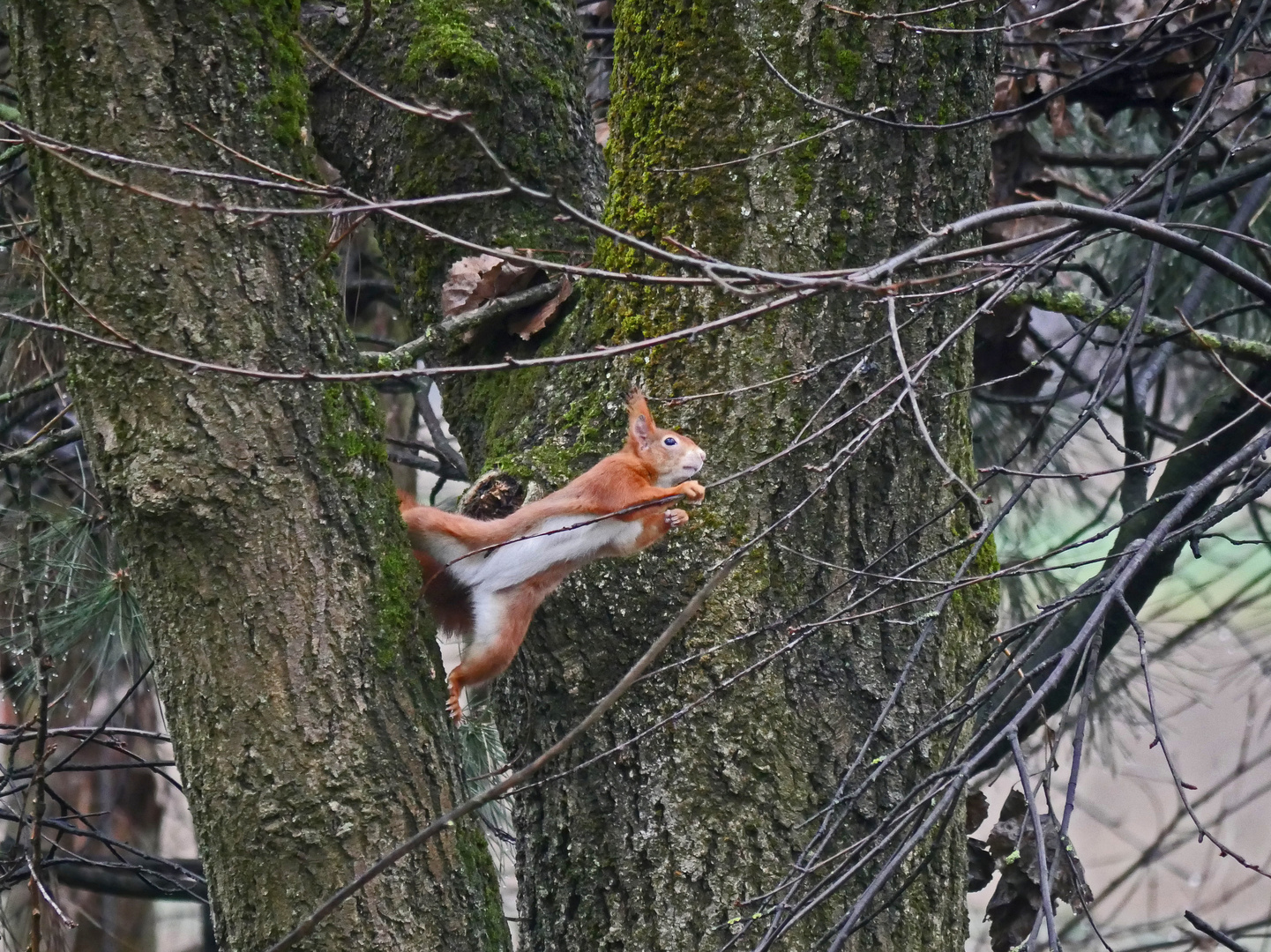 Der wahre Dschungelheld