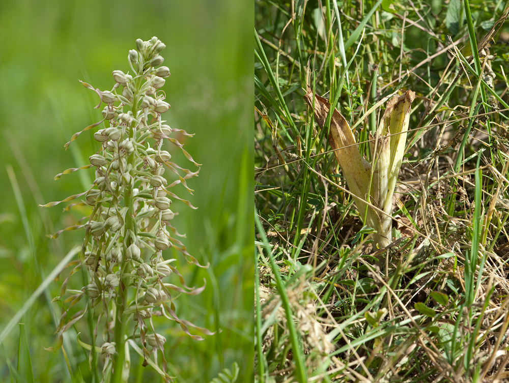 Der wahre Feind der Orchideen? (1/2)