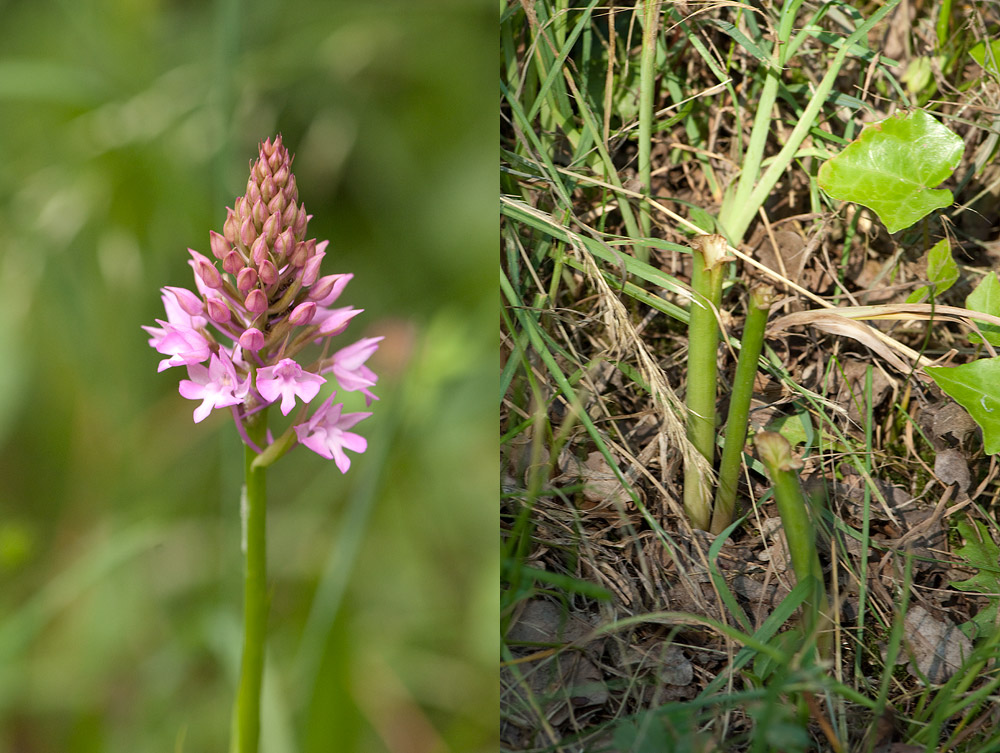 Der wahre Feind der Orchideen? (2/2)