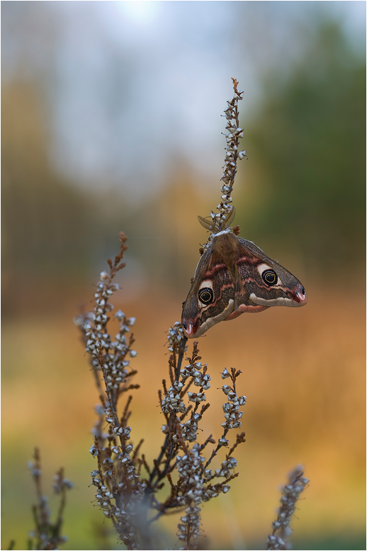 Der wahre Frühling...