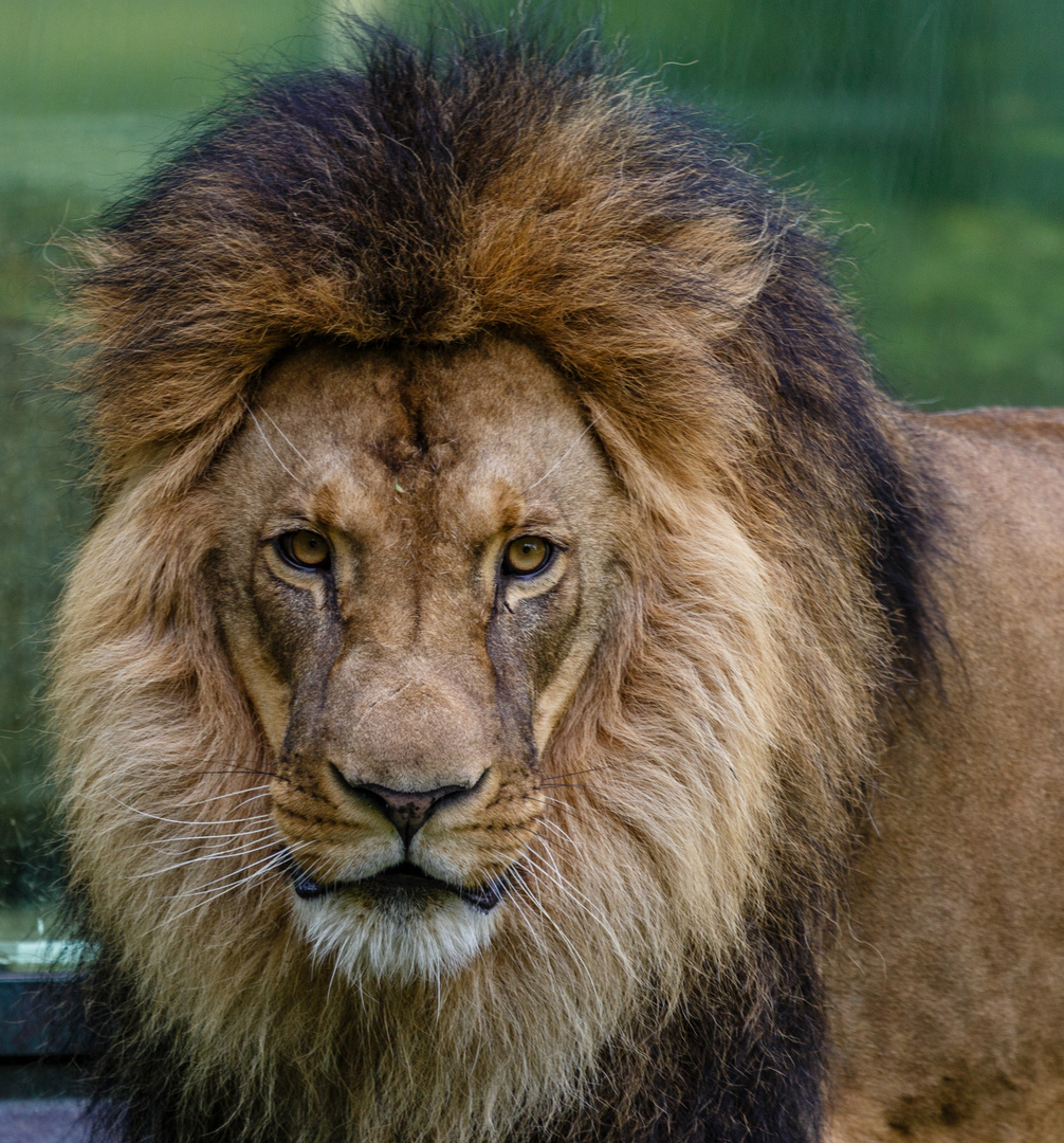 Der wahre König