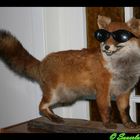 Der wahrscheinlich coolste Fuchs der Welt