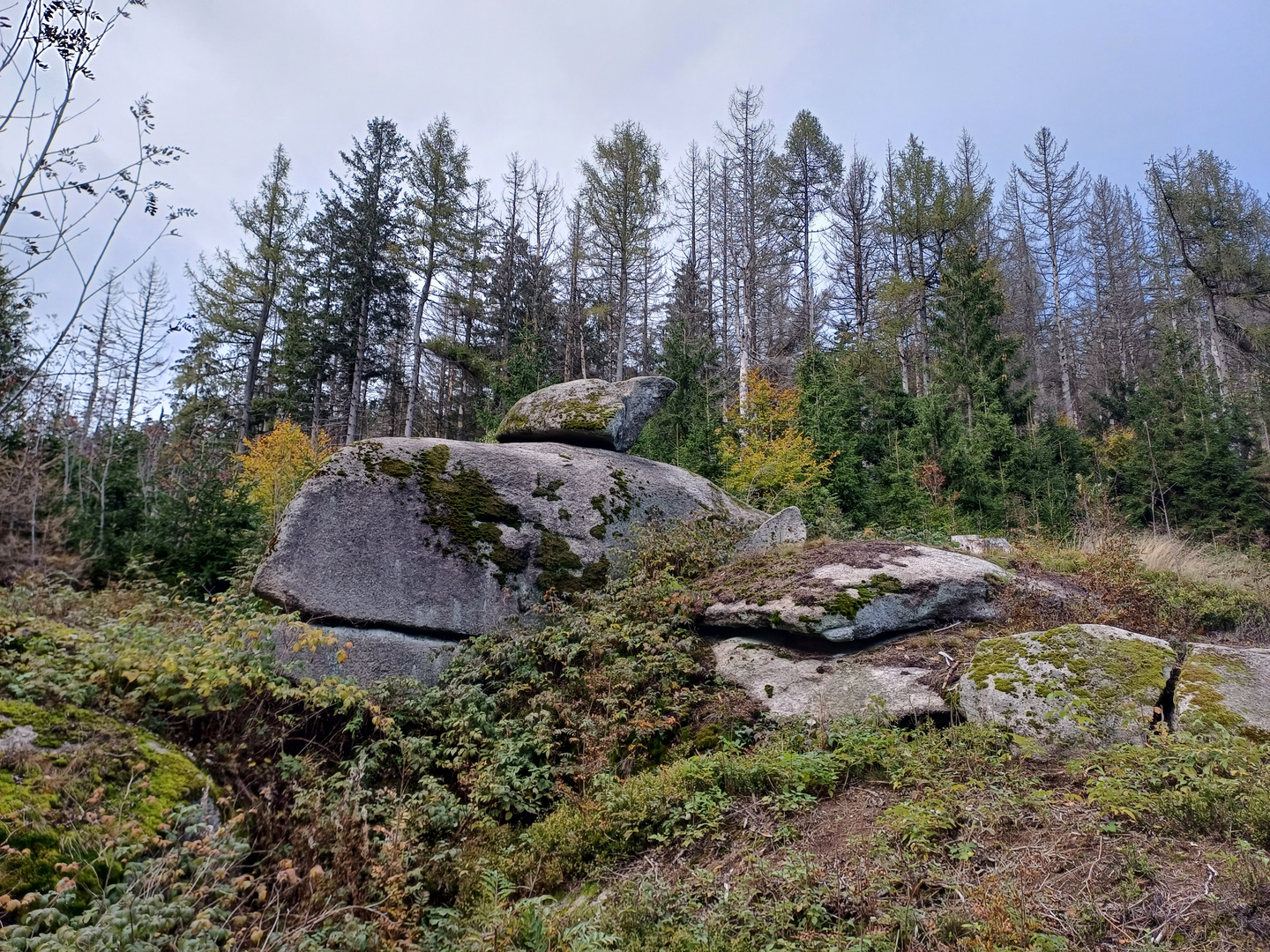 Der Wal vom waldstein