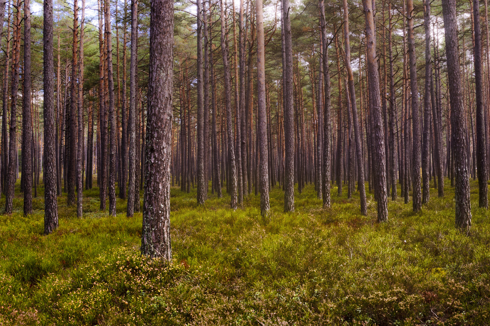 der Wald