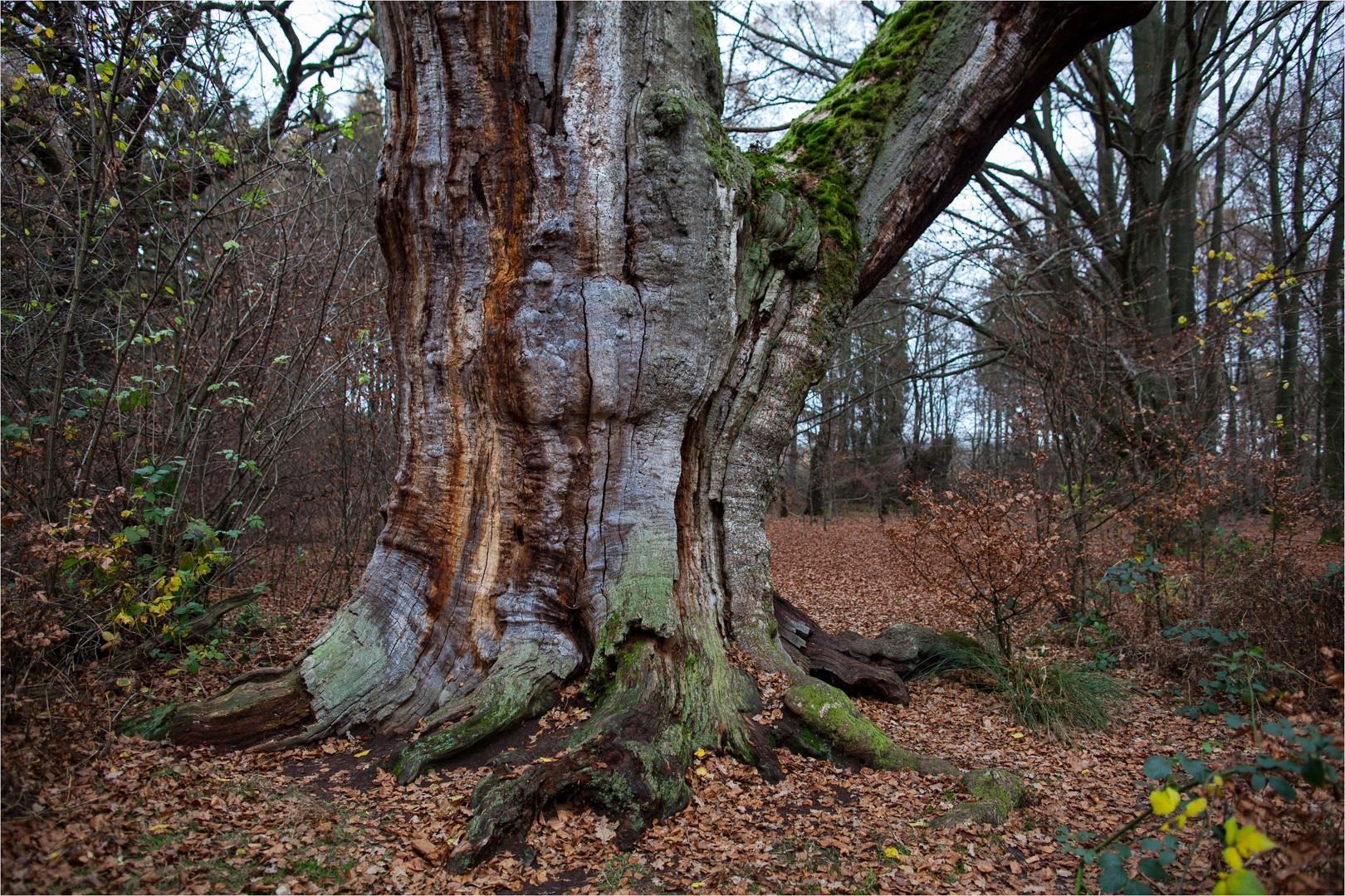 Der Wald