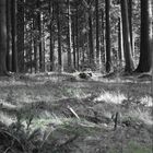 Der Wald 2