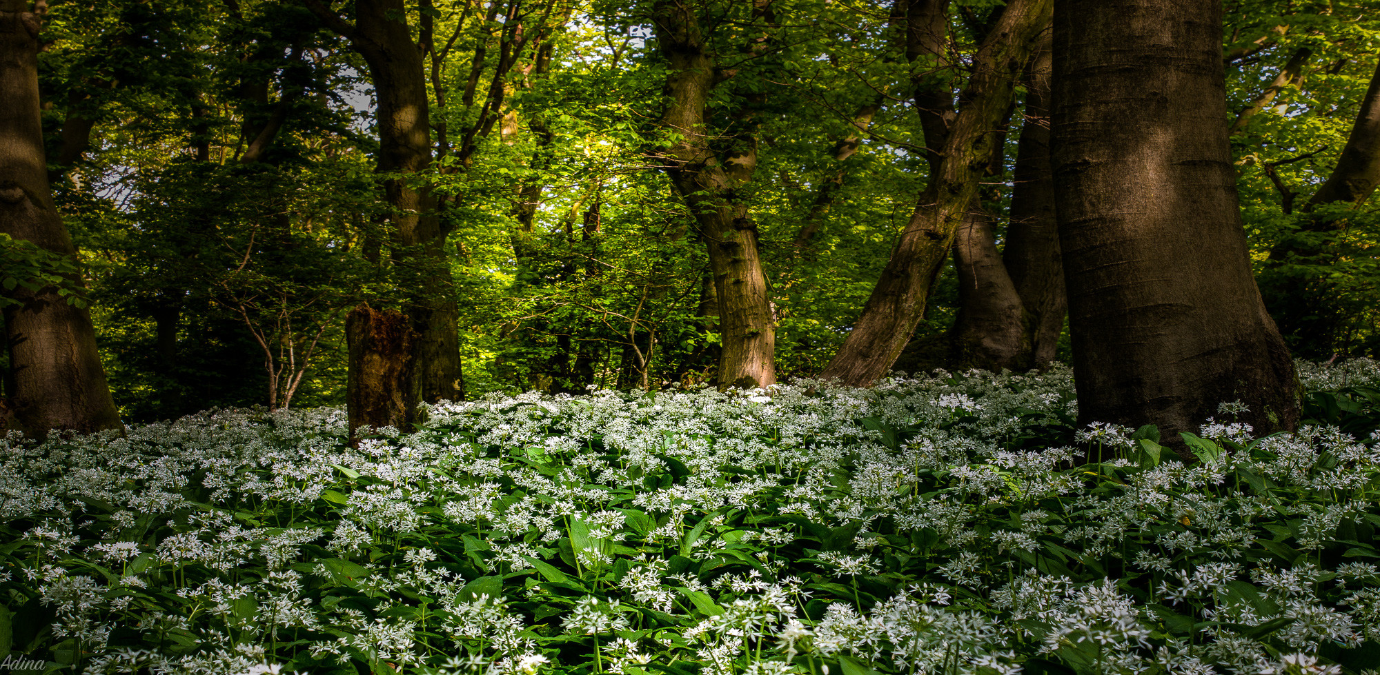 Der Wald...