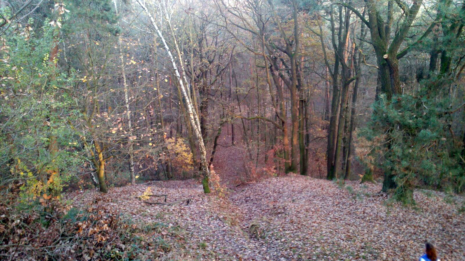 Der Wald 5