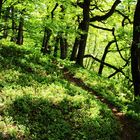 Der Wald