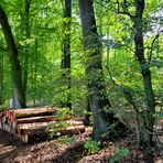 Der Wald