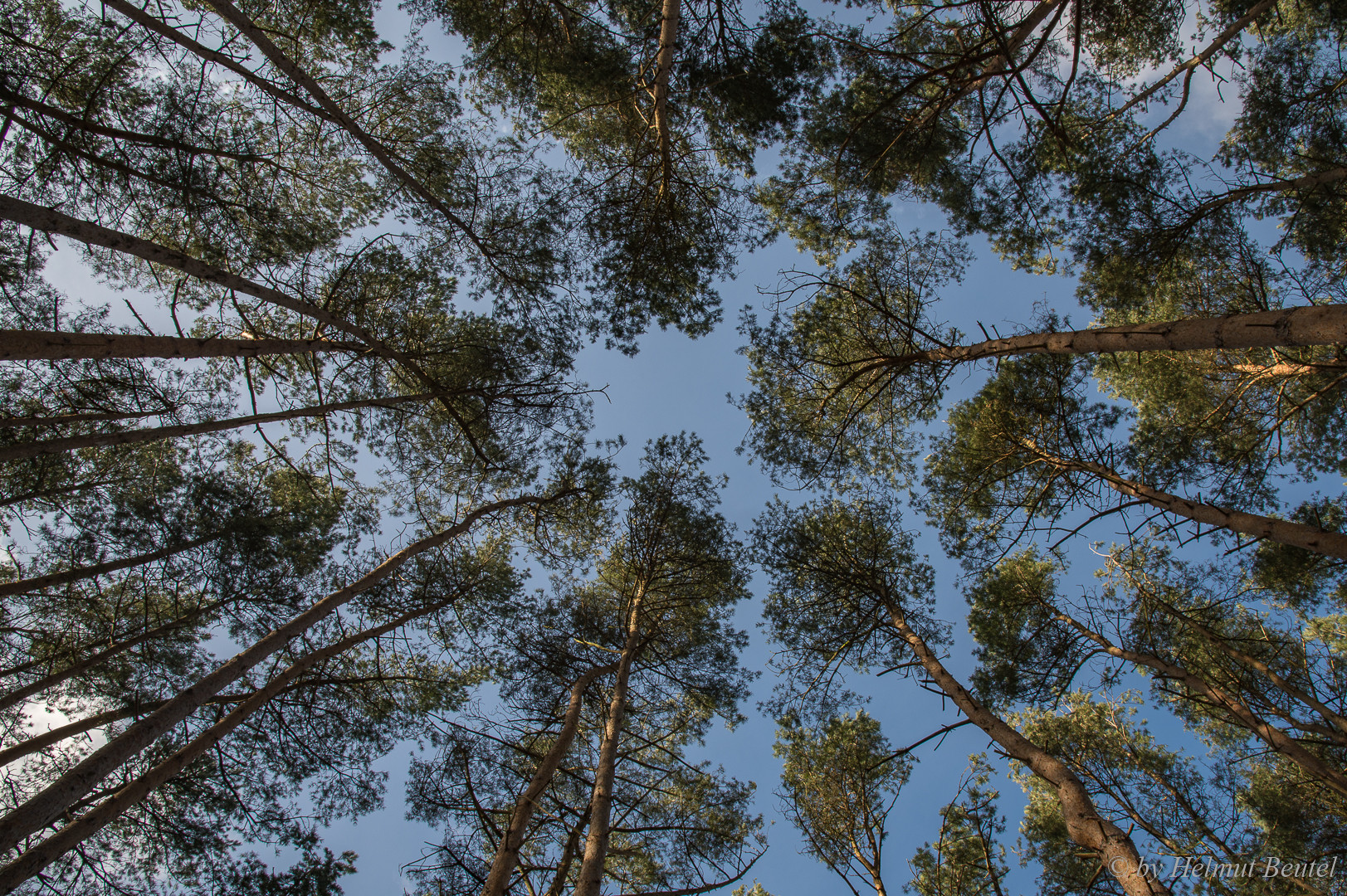 Der Wald als Energiespender