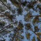 Der Wald als Energiespender
