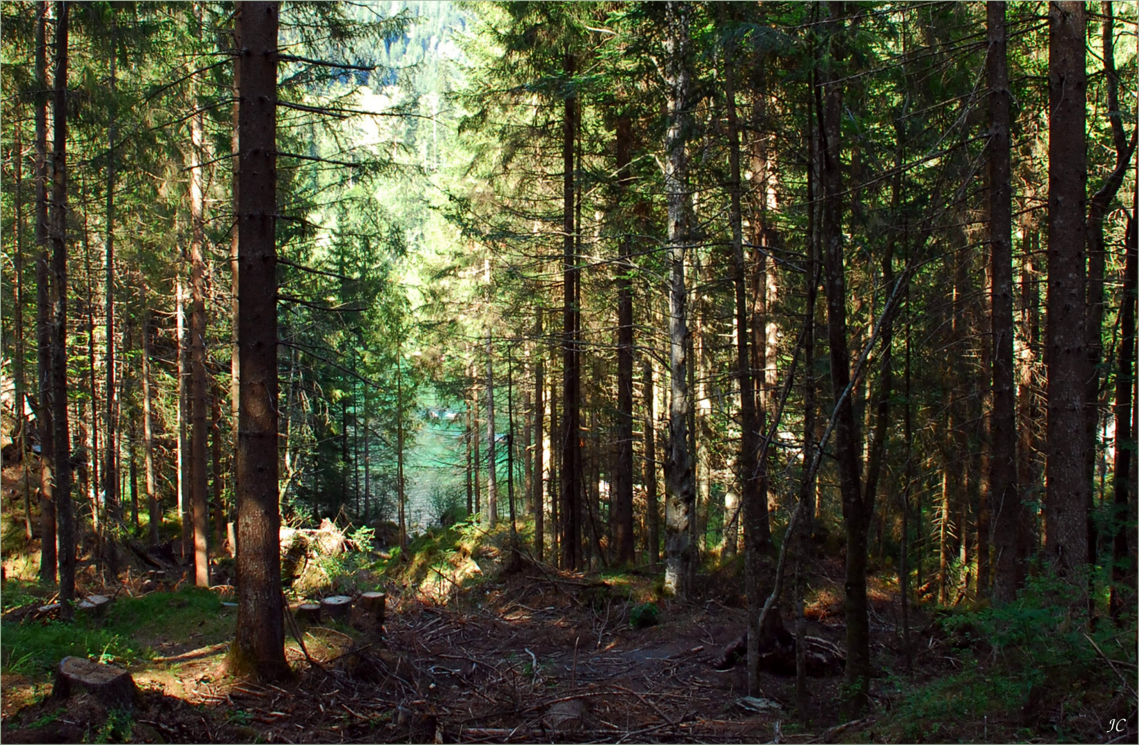 Der Wald am Crestasee