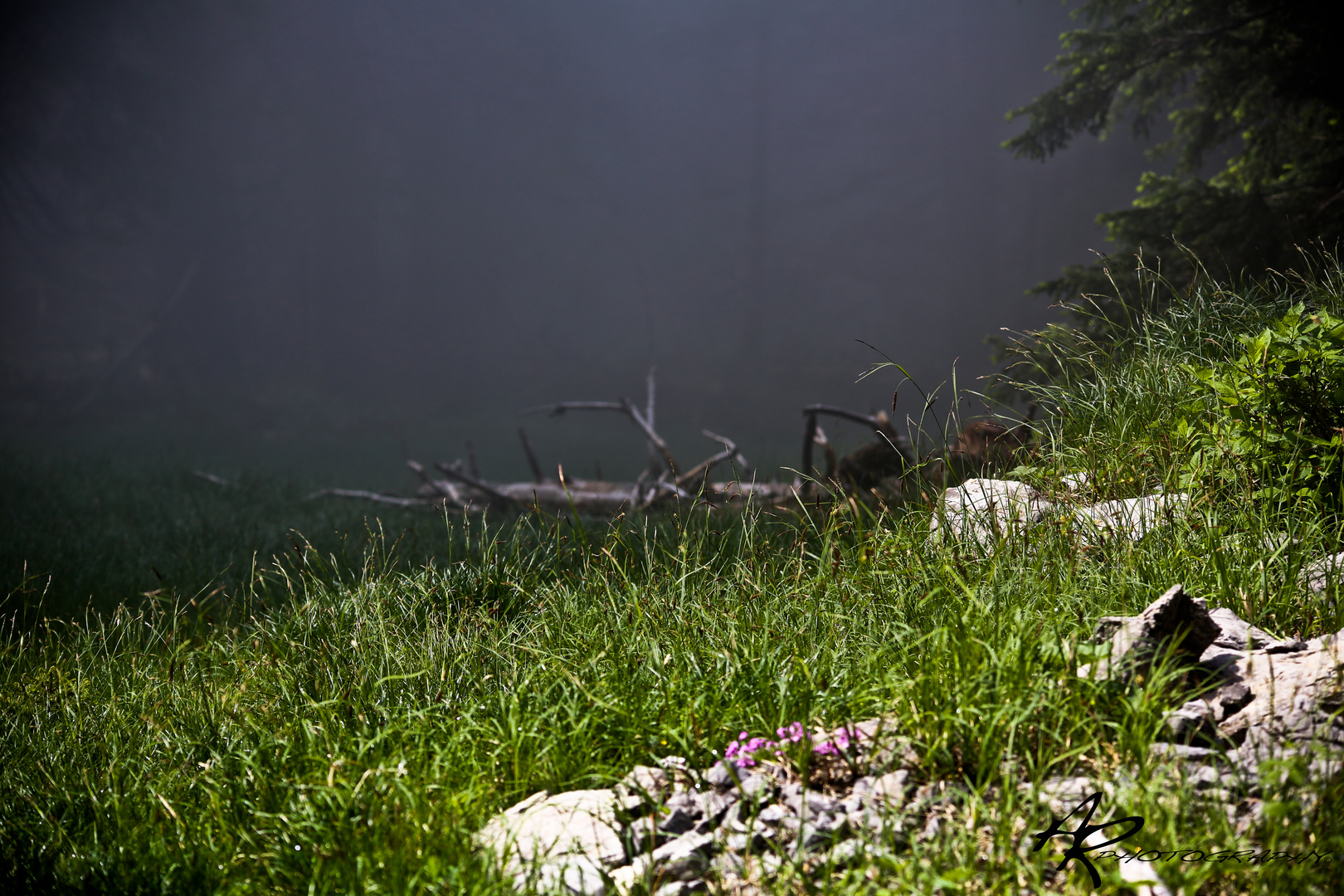 Der Wald am dünsten :-)